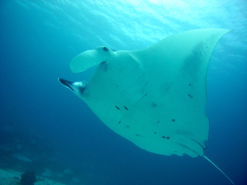 Manta Ray